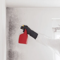 Mould Removal Tharwa