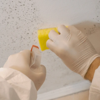 Mould Cleaning Tharwa