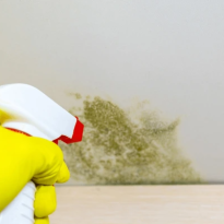Mould Removal Hall